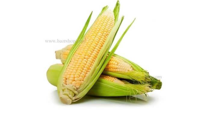 اصول کاشت ذرت