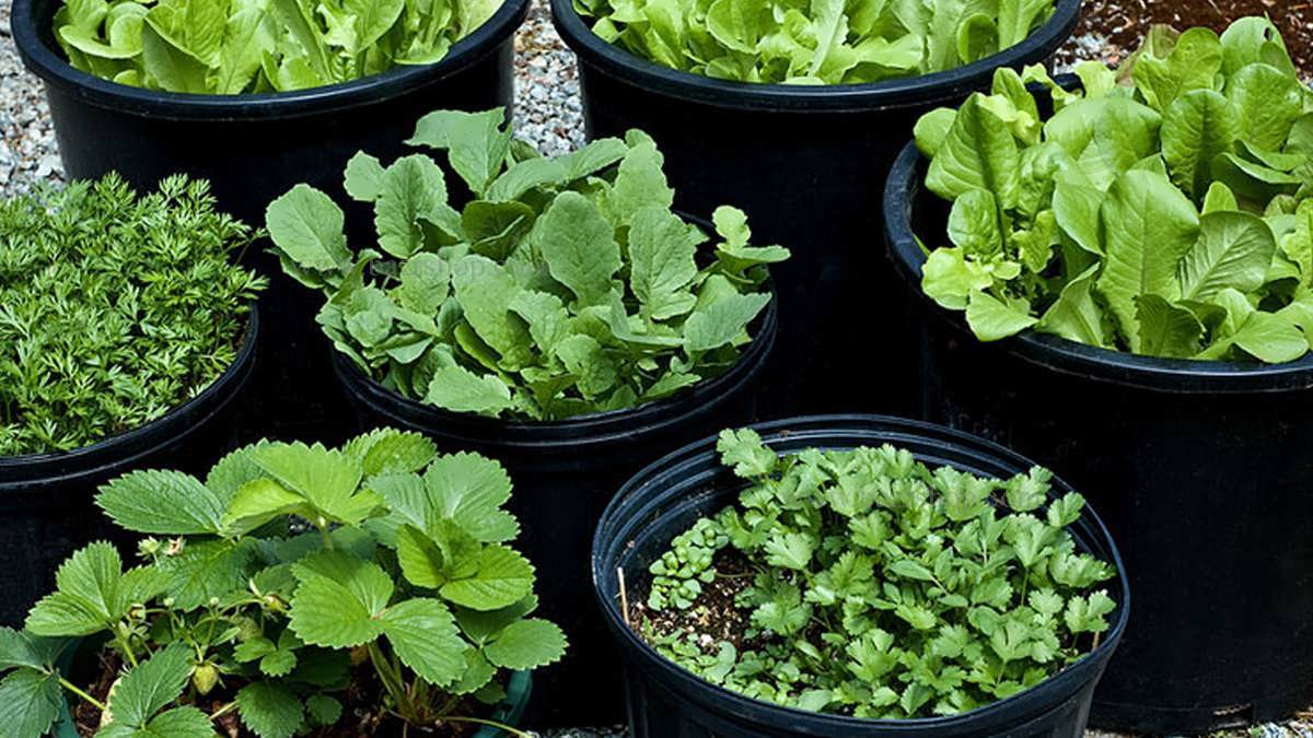 اصول کاشت سبزی خوردن