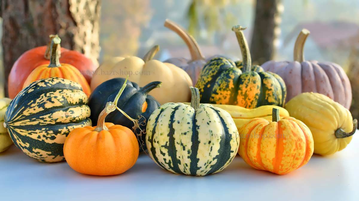 اصول کاشت کدو