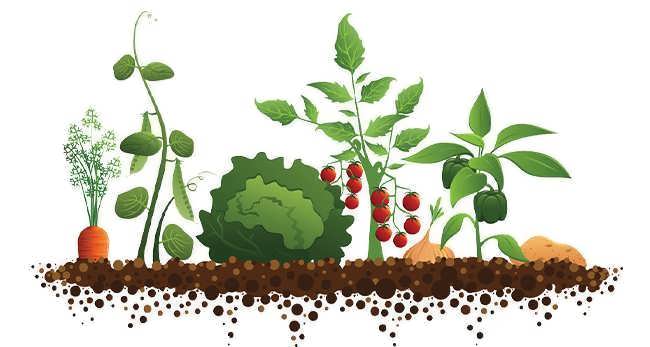 مجموعه بذرها