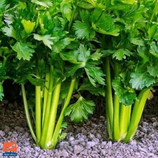 کرفس ایرانی در خاک