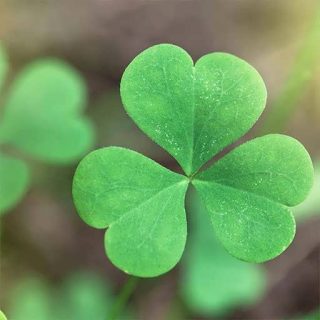 شبدر برسیم خوب