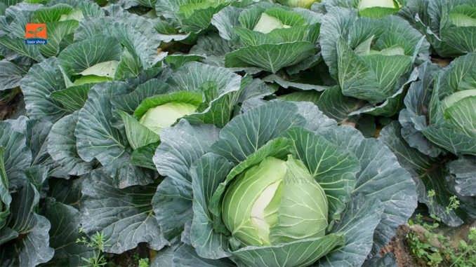 چگونگی کاشت بذر کلم