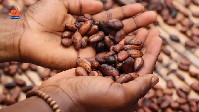 چگونگی کاشت بذر لوبیا