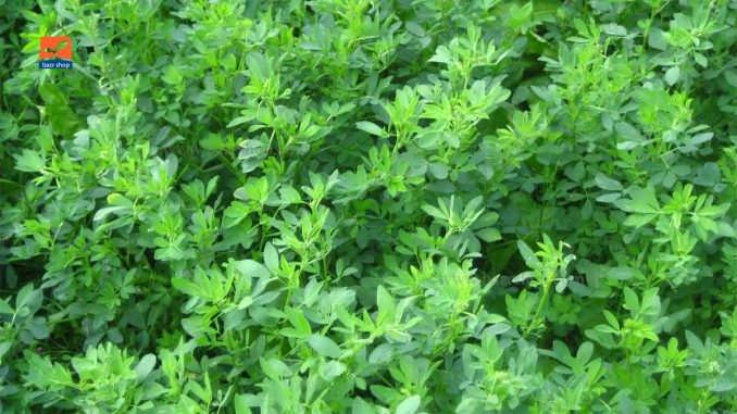 چگونگی کاشت بذر یونجه