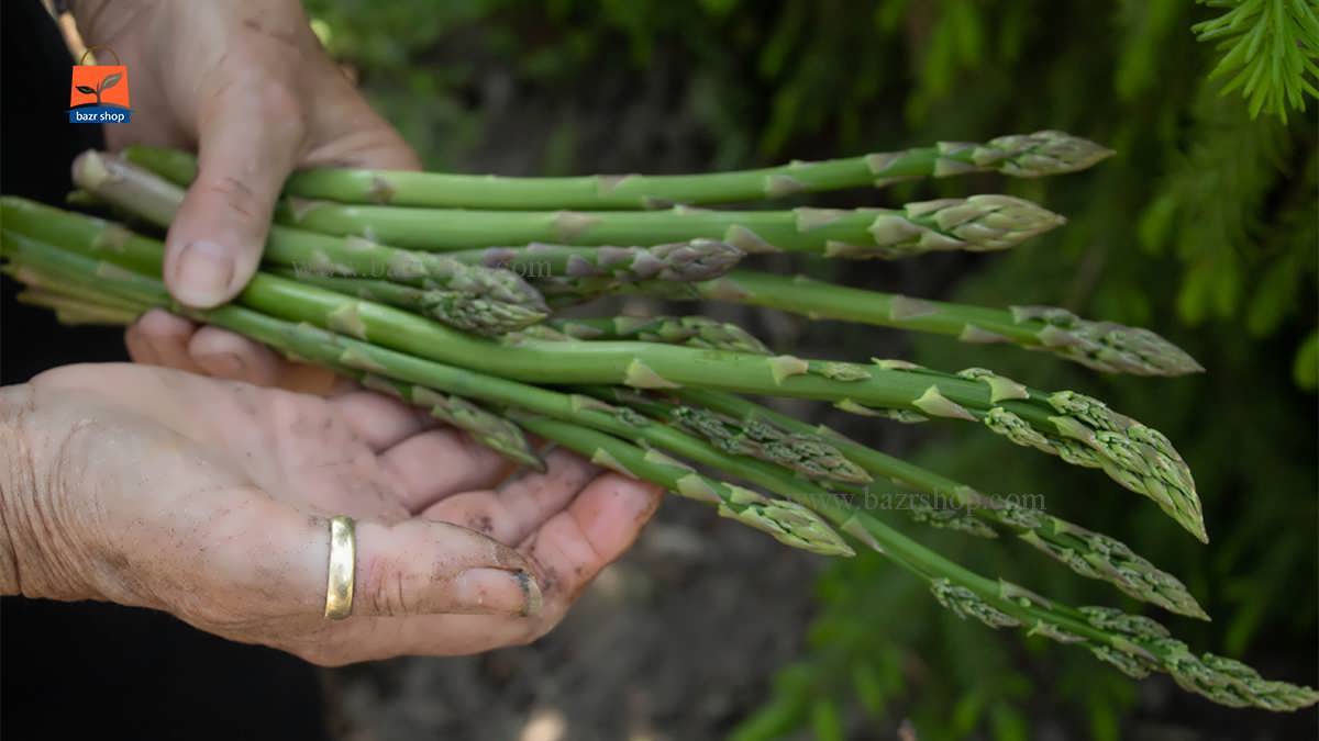 چگونگی کاشت بذر مارچوبه