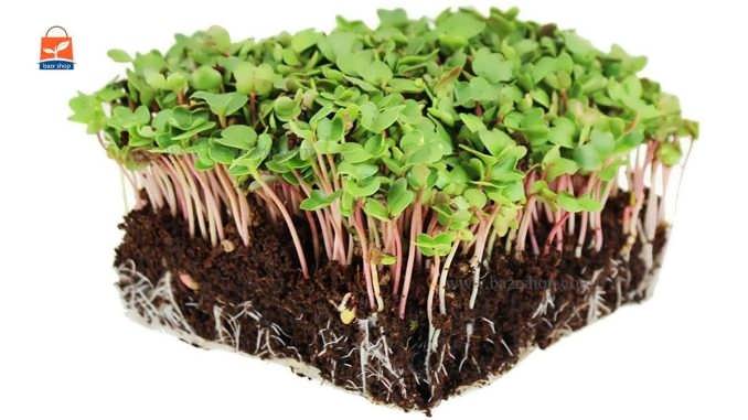 چگونگی کاشت بذر میکروگرین