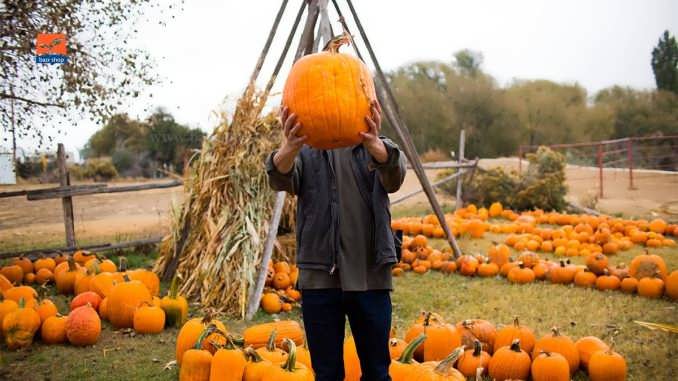 چگونگی کاشت بذر کدو تنبل