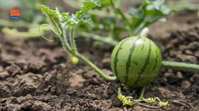 چگونگی کاشت بذر هندوانه