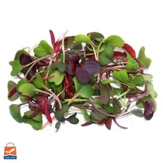 مجموعه 10 بذر میکرو گرین