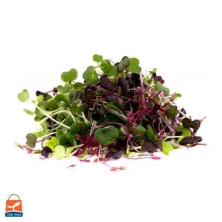 مجموعه 14 بذر میکرو گرین ارگانیک