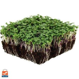 مخلوط 5 بذر میکروگرین