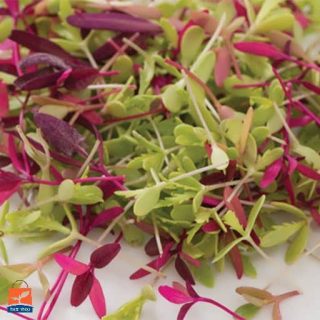 میکروگرین ارگانیک