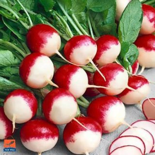 تربچه دو رنگ