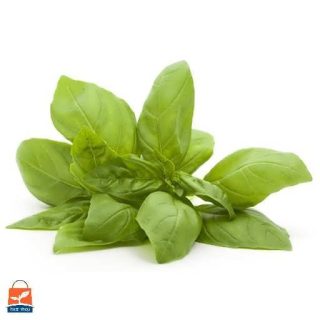 ریحان سبز افغانی