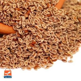 بذر اسفرزه اواتا