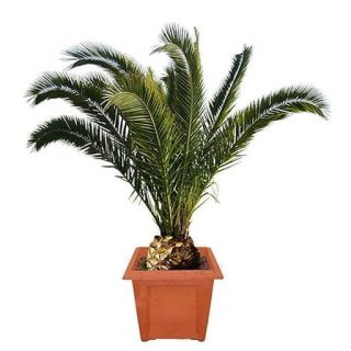 بذر نخل انیکس