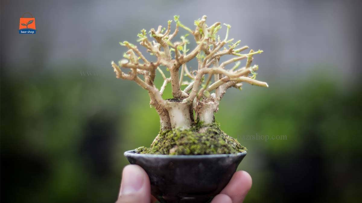 چگونگی کاشت بذر بونسای