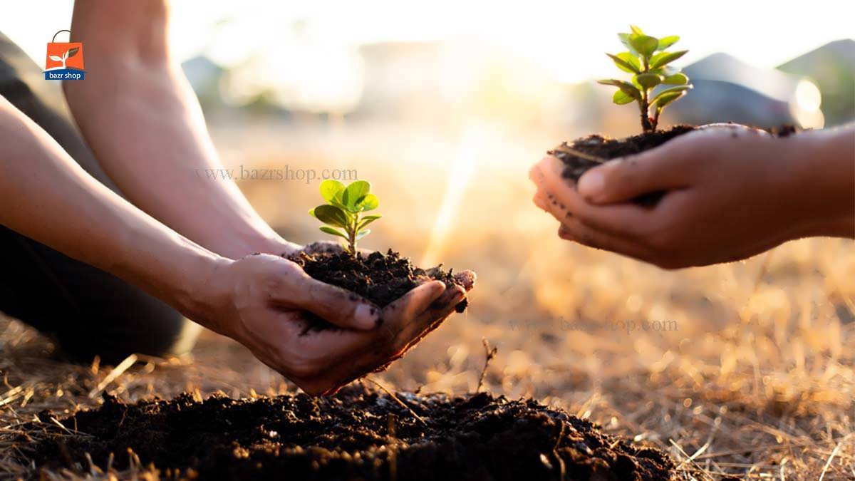 چگونگی کاشت بذر درخت