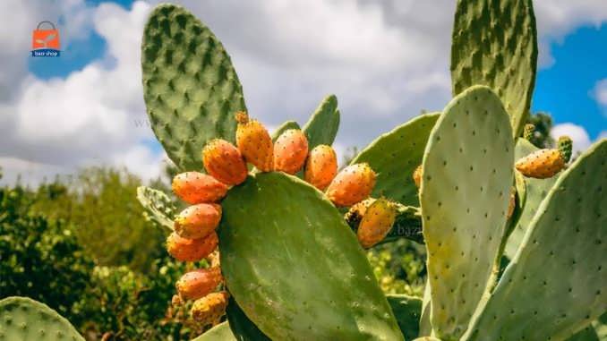 چگونگی کاشت بذر کاکتوس