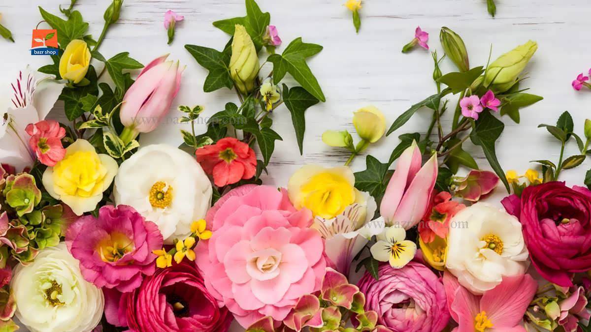 بذر گل زینتی