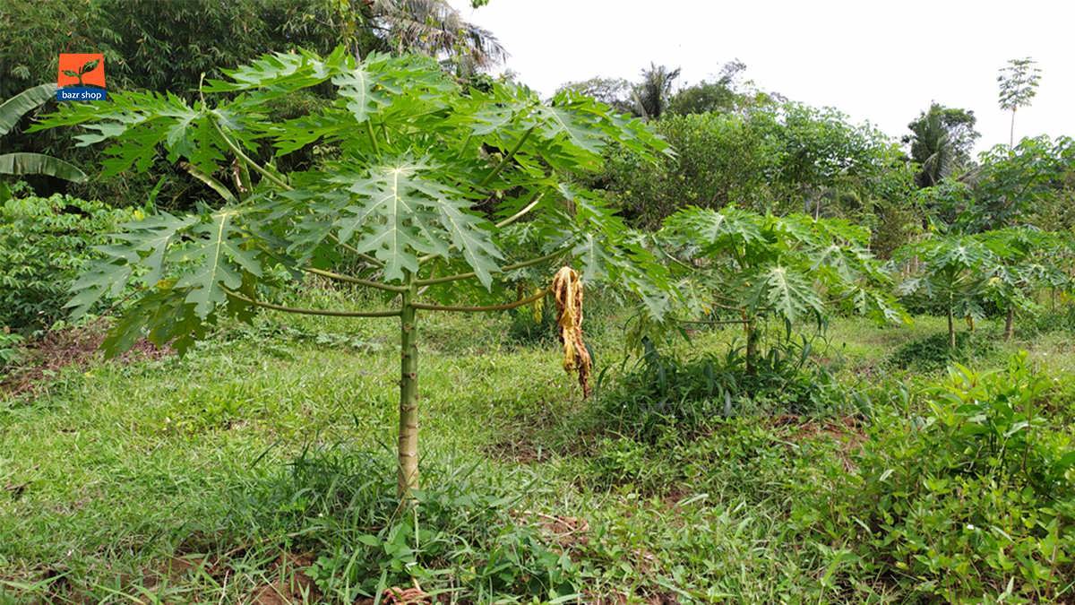 چگونگی کاشت بذر درختان غیر مثمر