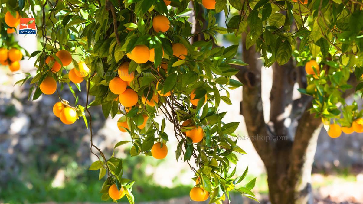 چگونگی کاشت بذر درختان مثمر