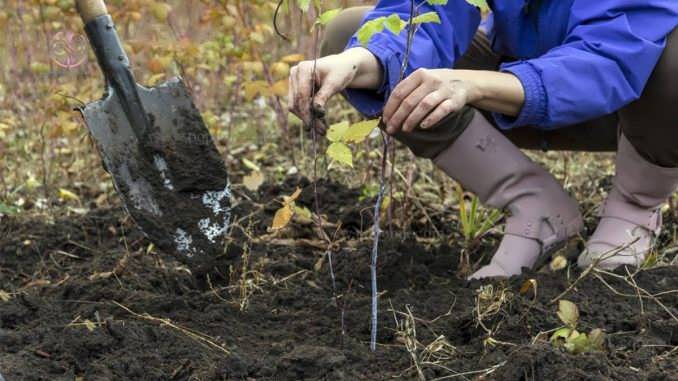 چگونگی کاشت بذر درختچه