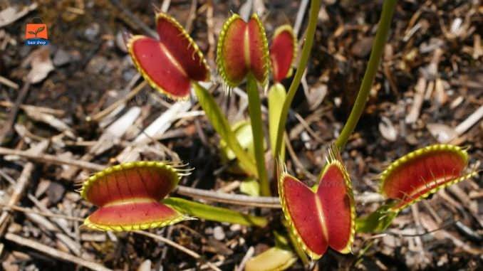 بذر گیاه حشره خوار