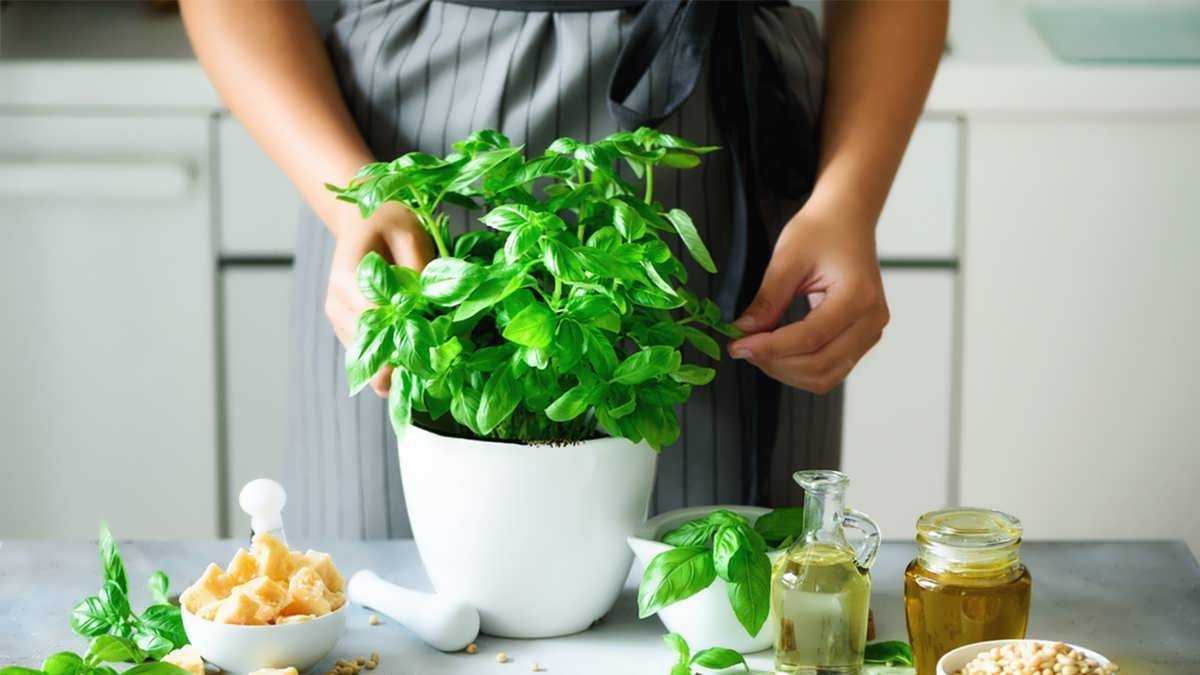 نحوه پرورش گیاه بادام هندی در گلدان