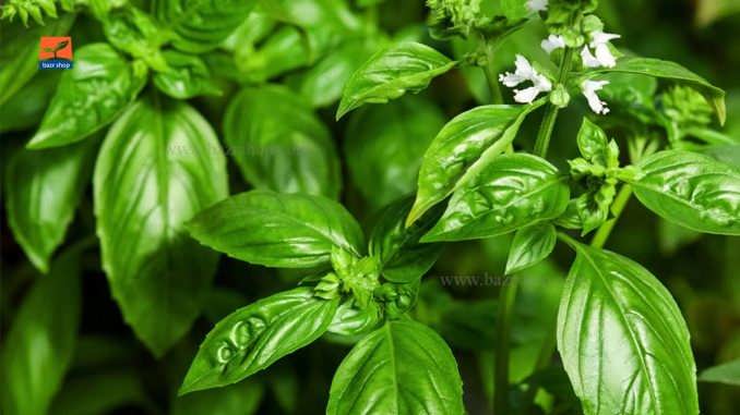 نحوه کاشت و پرورش ریحان