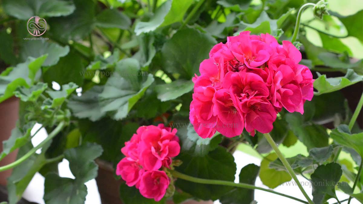 نحوه رشد و پرورش گیاه شمعدانی