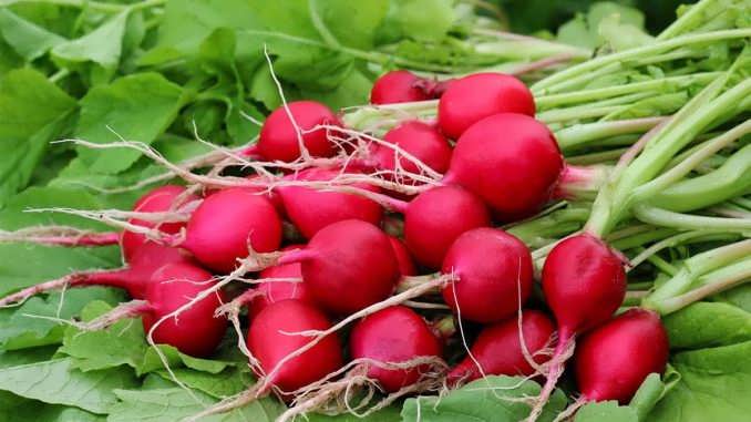 نحوه پرورش تربچه