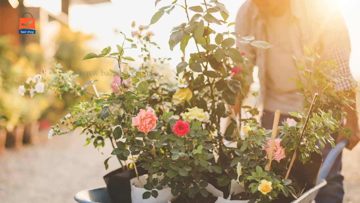 پرورش گل رز