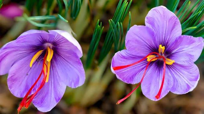 نحوه پرورش گیاه زعفران