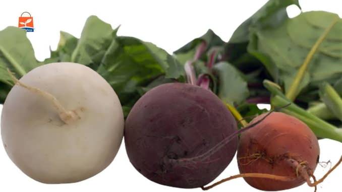 بذر لبو و شلغم