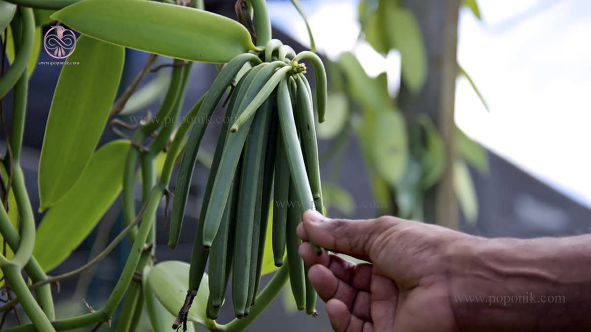 نحوه پرورش وانیل