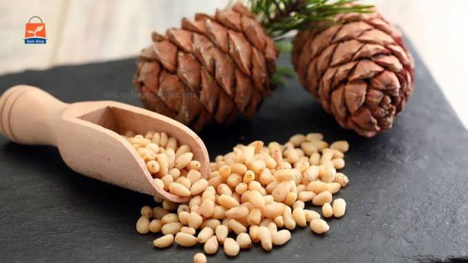 مقاله جامع و کامل درخت چلغوز