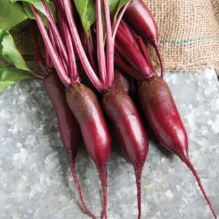 لبو سیلیندرا قرمز