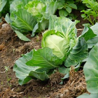 گیاه کلم پیچ بازار کپنهاگ