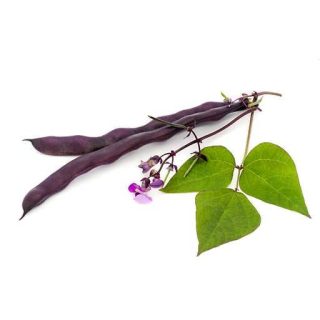 بذر لوبیا بنفش کارمینات