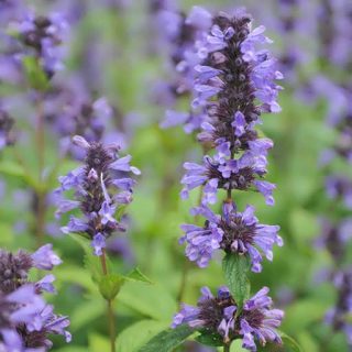 بذر نعنا گربه ای