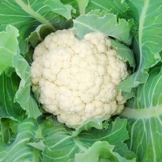 گل کلم سفید برفی