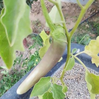 بادمجان بلند بنفش چینی تازه