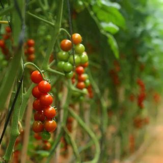 گوجه گیلاسی کلاستر