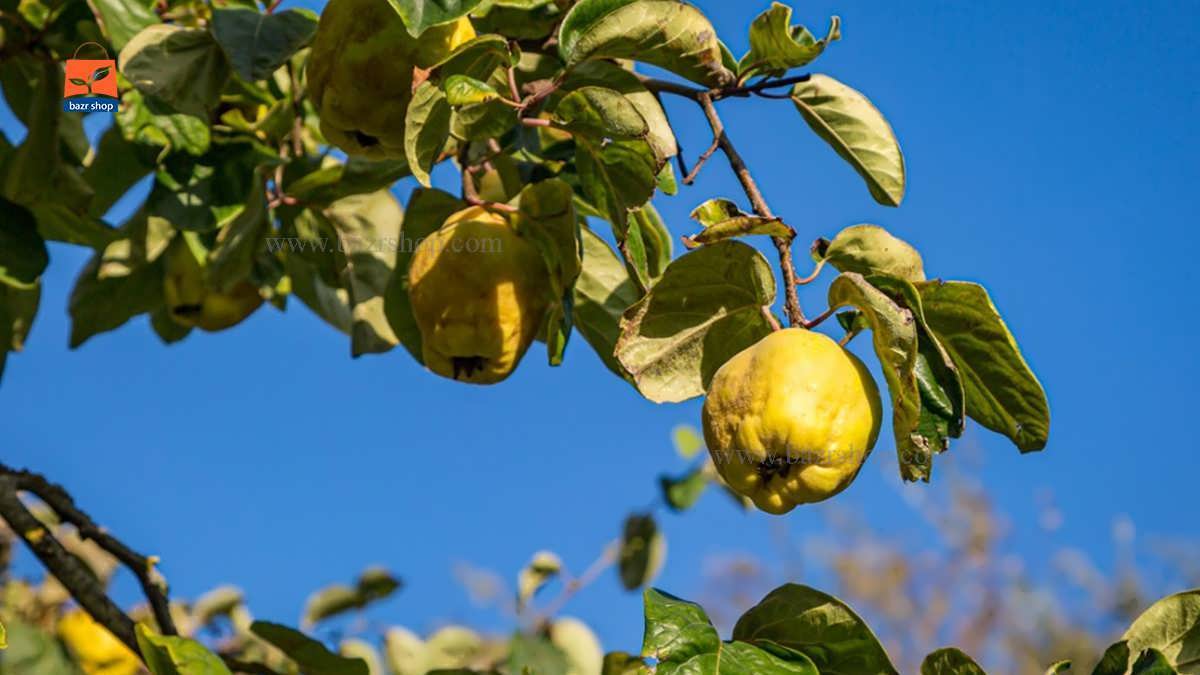 مقاله جامع و کامل درخت به