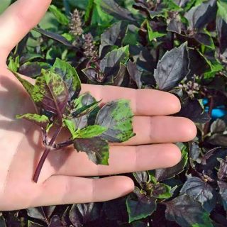 ریحان اوپال تیره