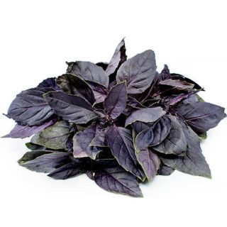 بذر ریحان اوپال تیره