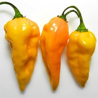 بذر فلفل تند زبان شیطان