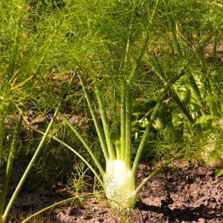 رازیانه فلورانس